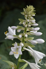 white water lily of valley