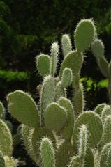 선인장. 백년초. 제주도. 웡령리. 비누. 화장품. 건강기능식품.