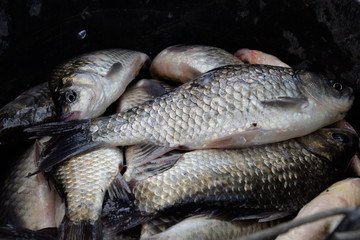 River fish macro photo. Fish catch. Carp and carp. Weed fish.