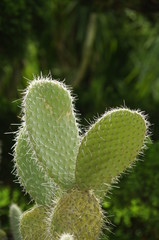 선인장. 백년초. 제주도. 웡령리. 비누. 화장품. 건강기능식품.