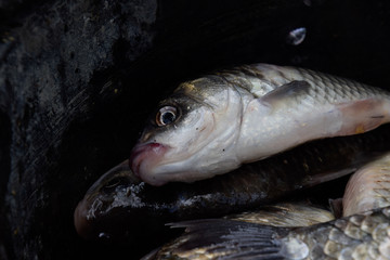 River fish macro photo. Fish catch. Carp and carp. Weed fish.
