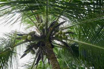 Green coconuts on a coconut tree. Coconut bunch growing on a palm tree. Bottom view