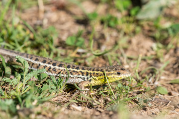 snake in the grass