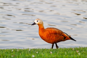 ruddy shelduck at dusk stands on the lake