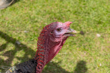 TURKEY HEAD
