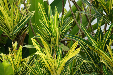 Green and yellow croton plant in a tropical garden. Colorful leaves of tropical crotons © Goldream