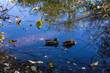 Ducks swiming across a pond