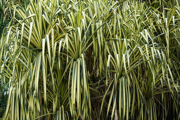 Tropical light green palm leaves. Colorful leaves of tropical palm. Tropical background photo