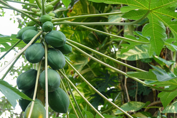 Fruits of green papaya on a tree. A papaya tree with bunch of fruits
