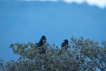 tordos posados