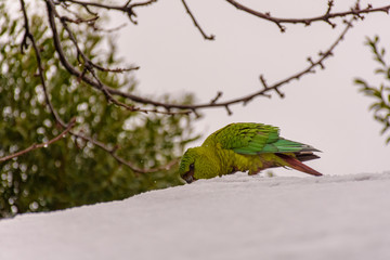 Colorful green Austral Parakeet perched on the snowy roof