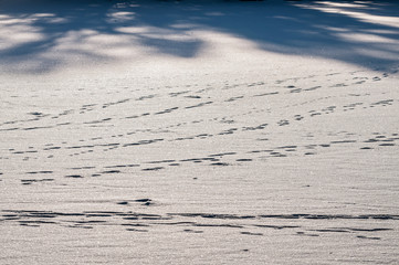 Footprints on snow