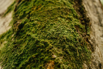 Beautiful closeup of green moss on on tree bark. Beautiful background of moss for wallpaper