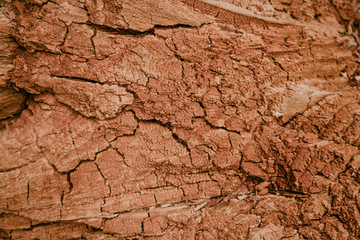 Old dry rotten tree bark texture background