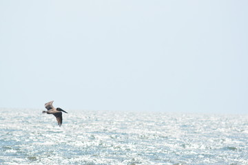 Fototapeta na wymiar Birds of a Feather Pelicans hunting