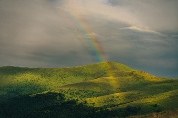 shade of lizard climbed on a tourist tent