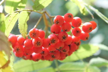 Mountain ash wild berry