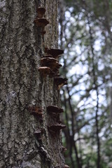 tree in the park