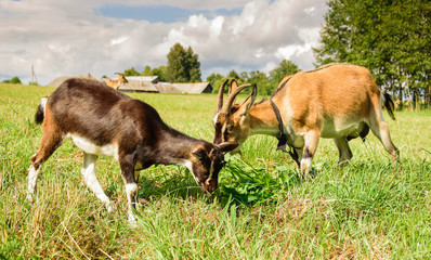 Naklejka na ściany i meble Two brown goats graze in a meadow against the background of the village.