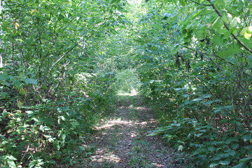 Forest trail