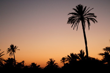 palm tree silhouette at sunset
