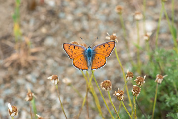butterfly on flower