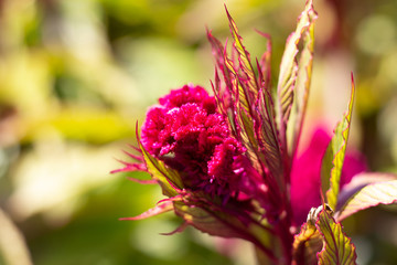 purple velvet flower in the garden