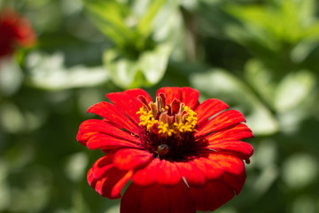 red flower, red zinnia