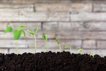 Growth of new life on  background