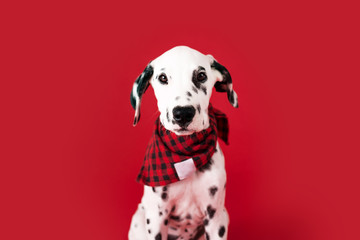 Dalmatian Puppy on Isolated Red Background