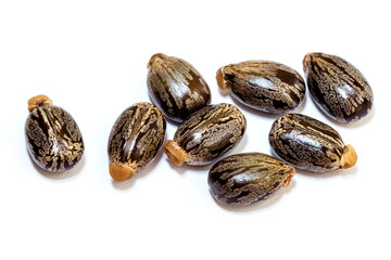 Castor seeds on white background