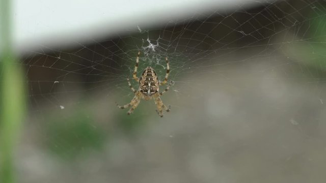 spider on the web,spider web hunting, Araneus diadematus, diadem spider, cross spider