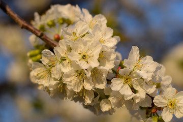 Fototapeta premium Prunus avium Flowering cherry. Cherry flowers on a tree branch