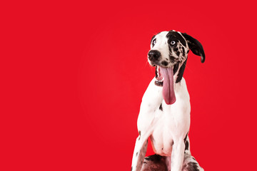 Large Dog with Tongue Hanging Out