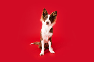 Border Collie Dog on Red Isolated Background