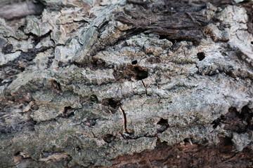 texture of tree bark