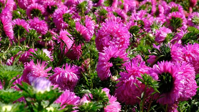 Beautiful summer flower video sketch, blooming asters in the flower bed, shot close-up on a bright sunny day in high resolution 4k