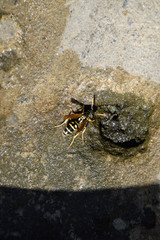Wasps Polistes drink water