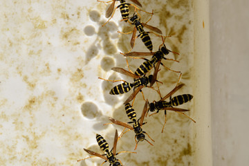 Wasps Polistes drink water