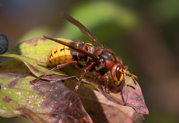 European Hornet (Vespa crabro)