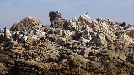 landscape of rocky beach and nature