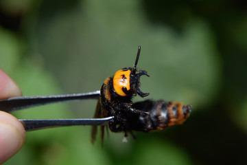 Megascolia maculata. The mammoth wasp.