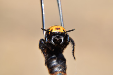 Megascolia maculata. The mammoth wasp.