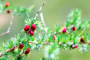 Pomme de pin rouge