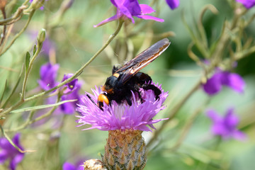 Megascolia maculata. The mammoth wasp.