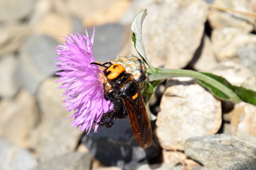 Megascolia maculata. The mammoth wasp.