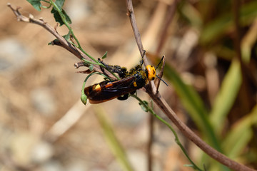 Megascolia maculata. The mammoth wasp.