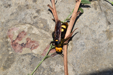 Megascolia maculata. The mammoth wasp.