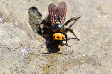 Megascolia maculata. The mammoth wasp.