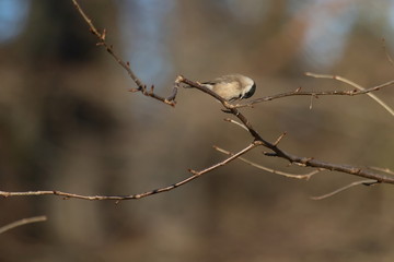 Sumpfmeise Weidenmeise